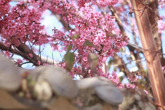 心动预警！大理这份粉色浪漫太治愈了