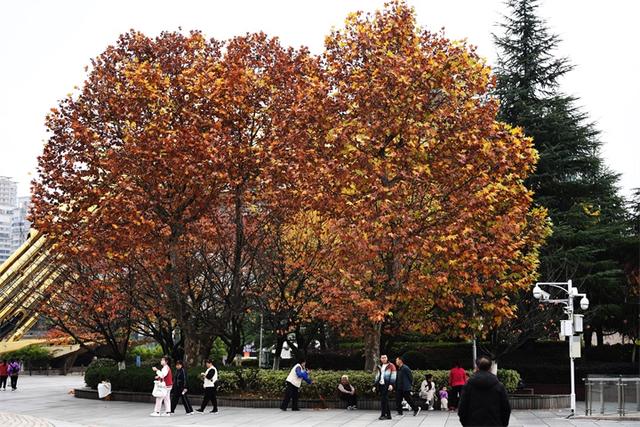贵阳：初冬时节好风景