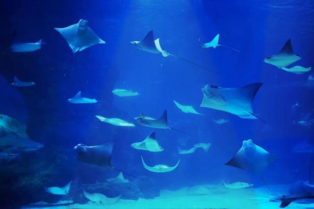 2026“新年第一游”去哪儿？从普陀出发，超全攻略锁定假期精彩！