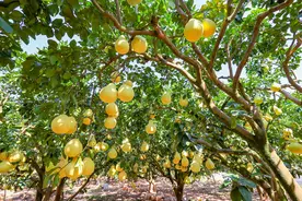 乡村行·看振兴|柚子变身“致富果” 稳产增收好“丰景”——广西容县乡村振兴走访见闻图片