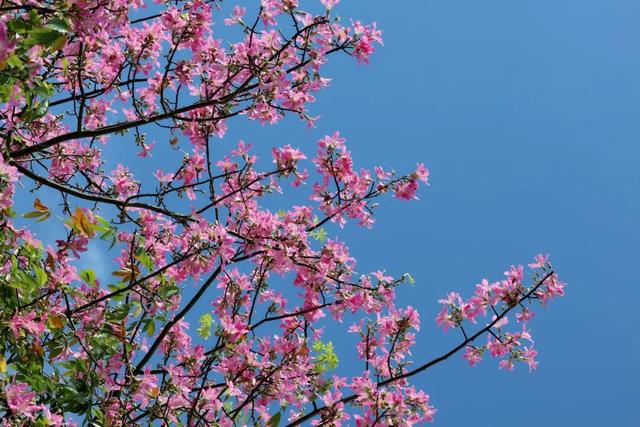 闽侯异木棉全盛登场！是谁的大学这么浪漫呀？