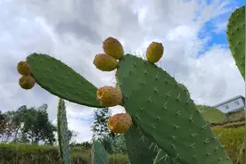 有一种叫云南的生活丨南华一街乡：夏末秋初美味的仙人果图片