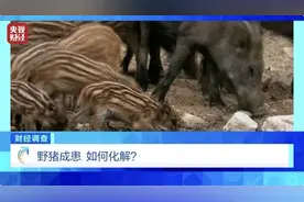 160斤野猪“狂飙”，毁物伤人！多地频现野猪进城致害事件！《财经调查》直击→图片