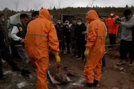 还剩三天，捕获数量不足四成，宁夏西吉狩猎队称难题是“找不到野猪”图片