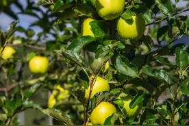 夹金山下的“果王”之争丨田野来讯图片