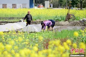 春耕遇上“倒春寒”：这样应对低温冷害 让双季早稻不再“受伤”图片