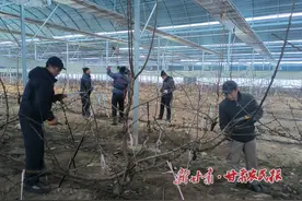 秦州区：大棚樱桃管护忙 结出来年好“丰景”图片