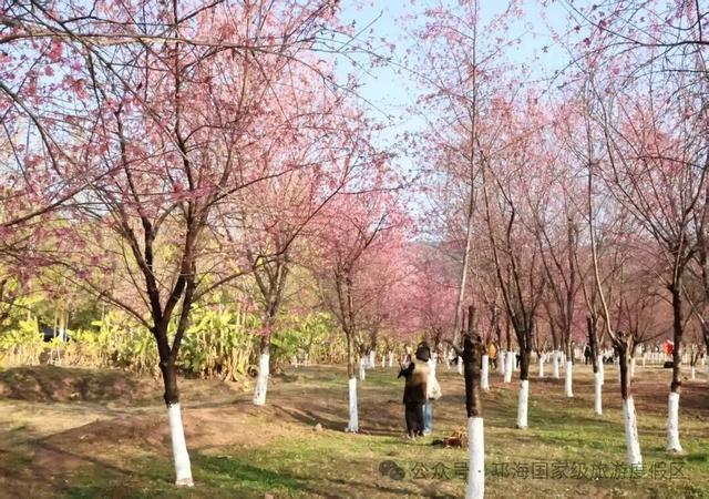 【冬季暖阳 凉山不凉】比春天先来的浪漫，是西昌的冬樱花