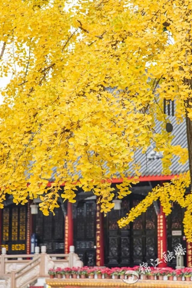 出发！来四川淘“金”