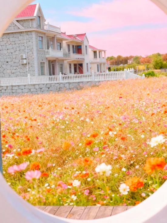 上海秋日浪漫天花板！这些花海美到让人心醉