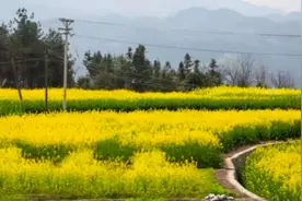 奉节县新民镇第四届油菜花旅游节开幕图片