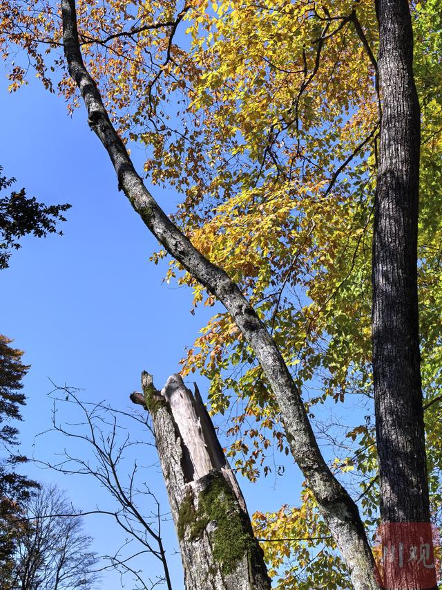 组图 | 是时候啦！旺苍彩林有“亿点点”美