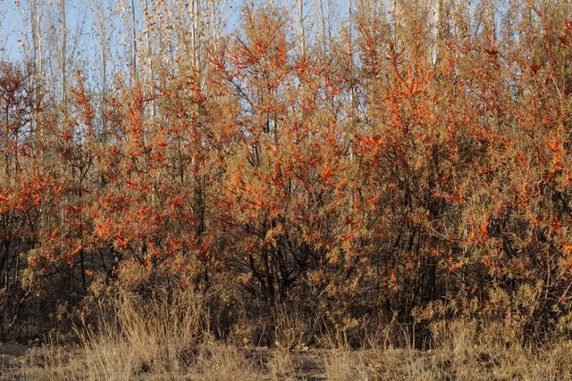 布尔津风沙中的生命之王