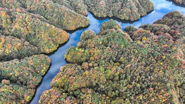北纬28°的彩色秘境 贵州绥阳宽阔水国家级自然保护区初冬层林尽染