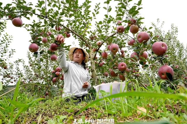 跟着黄小西游贵州｜国庆想体验丰收游？贵州这三处“丰”景藏着秋日好滋味