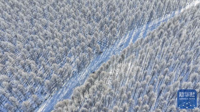 冬日塞罕坝 风景美如画