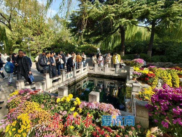 一年四季 泉在济南丨泉畔初冬，被菊花镶上了“金边”