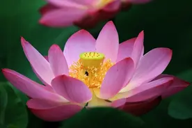 夏荷之韵：自然之美的夏日诗篇图片