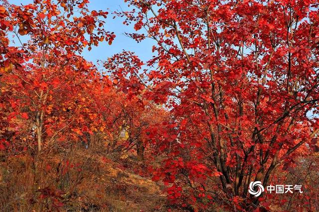 河南紫云山秋色壮丽 如一片红色海洋