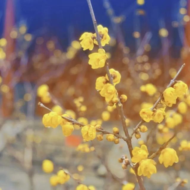 花开有时・四季有诗