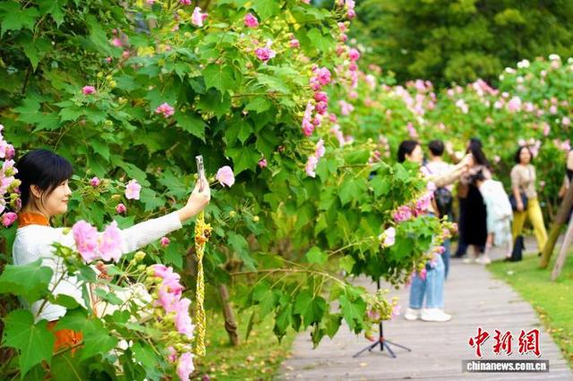 成都天府芙蓉园花开满园：吸引市民游客簇拥赏花拍照