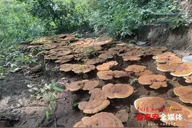 记者蹲点 一线调研 | 泰山赤灵芝仿野生种植初具规模图片