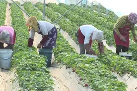 崇明这个村，让村民在田间地头实现增收致富图片