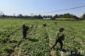 崇阳县隽青家庭农场：种植芥菜奔富路图片