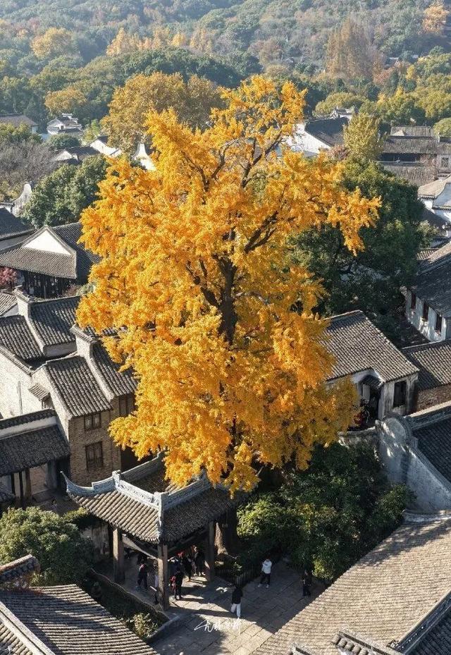 突然全黄了！无锡人注意！