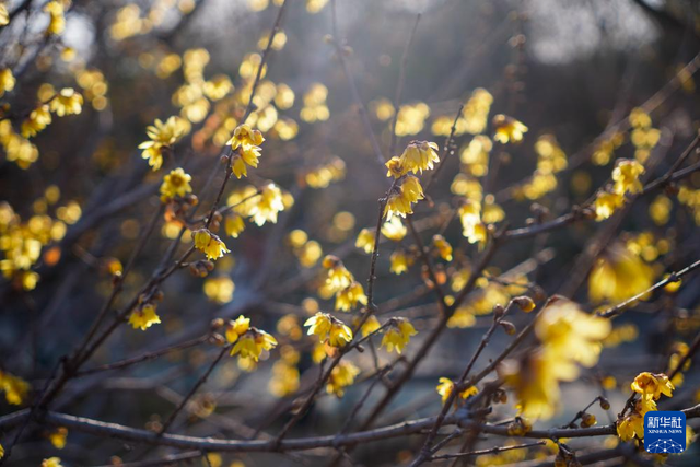 冬日济南腊梅飘香