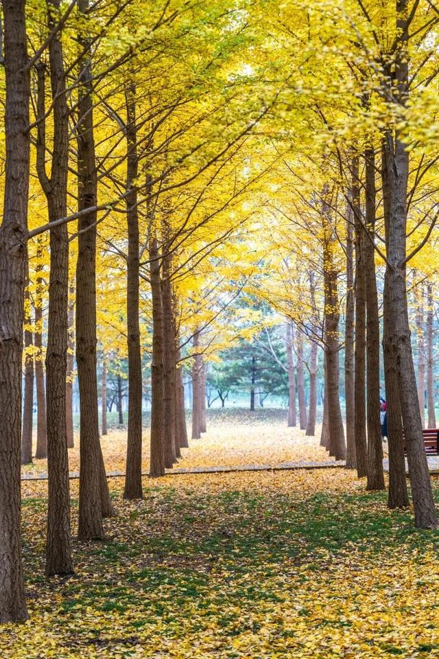 惊艳！身边的北京秋景“天花板”来了！