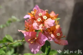 鹤峰：多彩三角梅 盛开添秋色图片