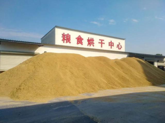 桐乡“大米书记”扎根田间诠释担当使命