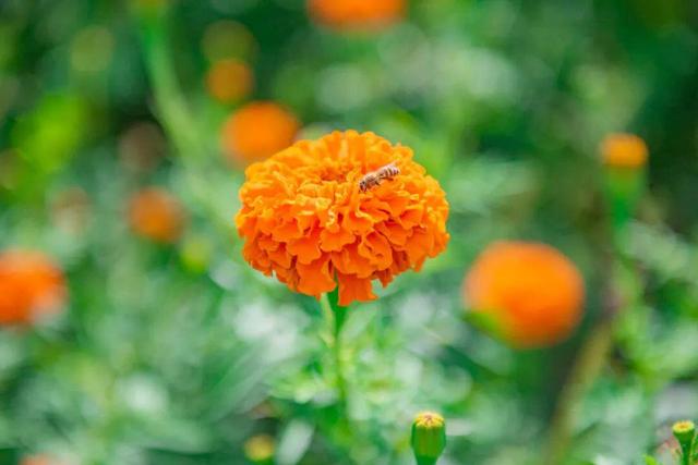 最佳赏花期至10月初 腾冲明光鸦乌山千亩花海等你来