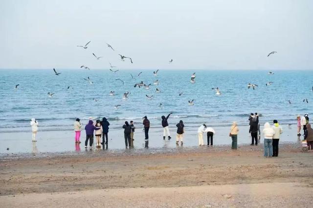 治愈天花板！来蓬莱赴一场冬日“鸥遇”