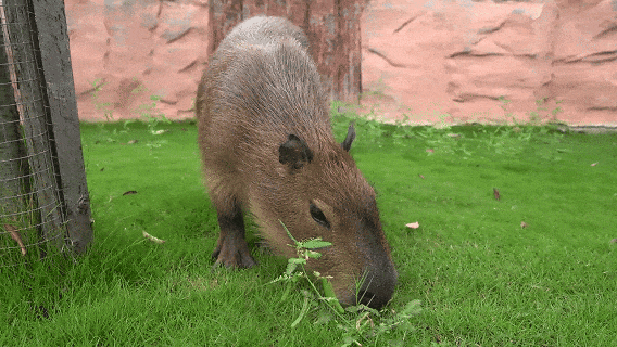 限时免费！江北有7家！