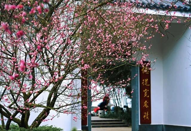 今日腊八｜花粥同赏，岁寒生香！腊八节快来南宁共赴一场早梅之约，就在市区→