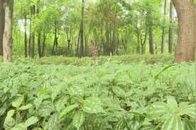 罕见！广西两地发现无叶美冠兰图片