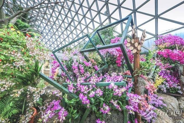 超浪漫！辰山植物园兰花多样性展示活动上线 全球珍兰集中亮相