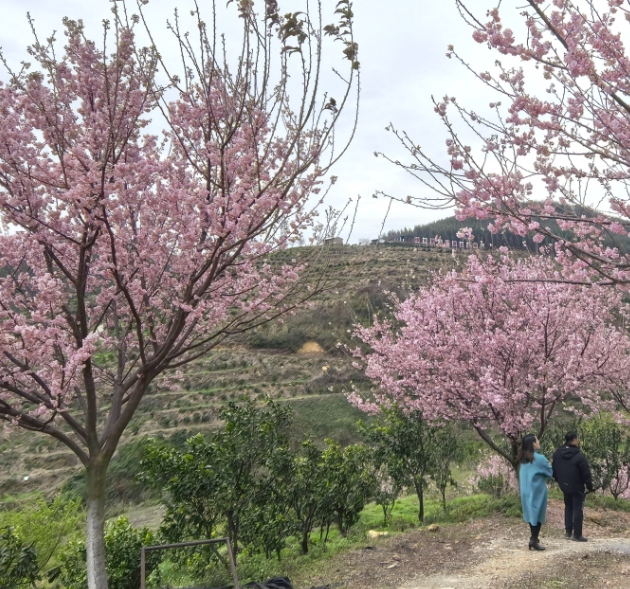 赶紧收藏！2026桂林早春赏花攻略！周末出游直接冲！