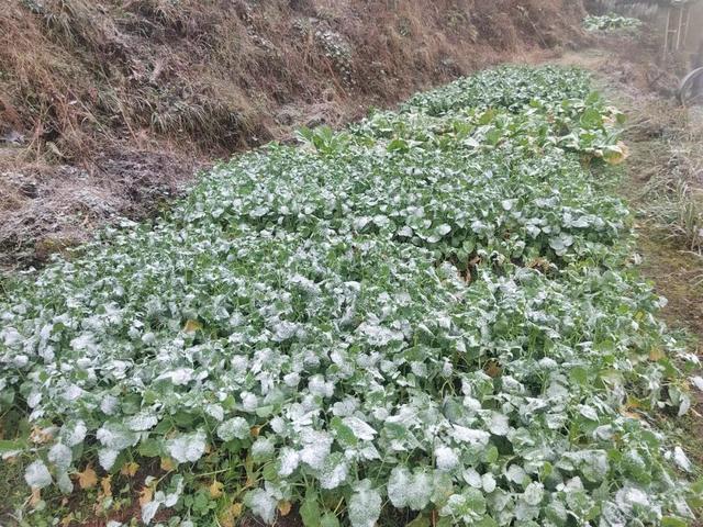 融水2026第一场雪来啦！你的朋友圈被刷屏了吗？