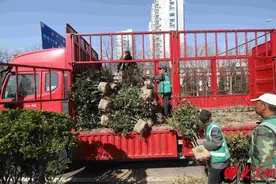 滨州市城区渤海十八路绿篱“焕新颜” 红叶石楠扮靓城市景观带图片