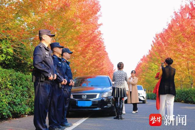 枫叶红了，“新四军第一所”守护南京竹镇红枫大道平安季