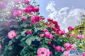 蔷薇盛放！来安宁邂逅初夏的浪漫图片