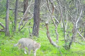 太萌了！国家一级保护动物“荒漠猫”现身四川达古冰川图片