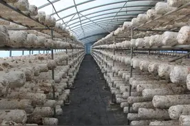 库尔勒：节前大棚出菇忙 香菇喜“跃”餐桌上图片