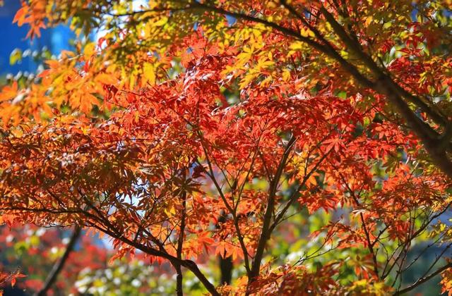 红了！上海枫叶已变色