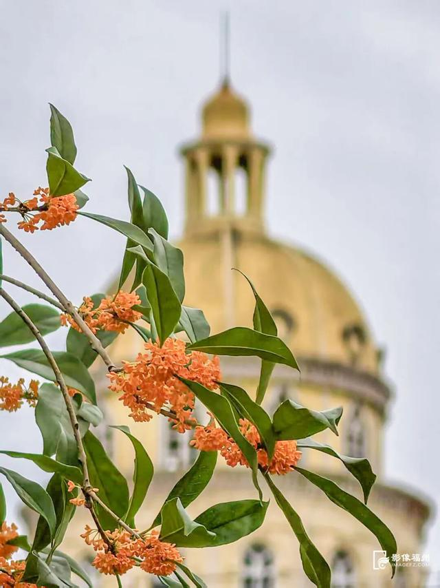 最佳观赏期！福州满城都是！但千万别吃……