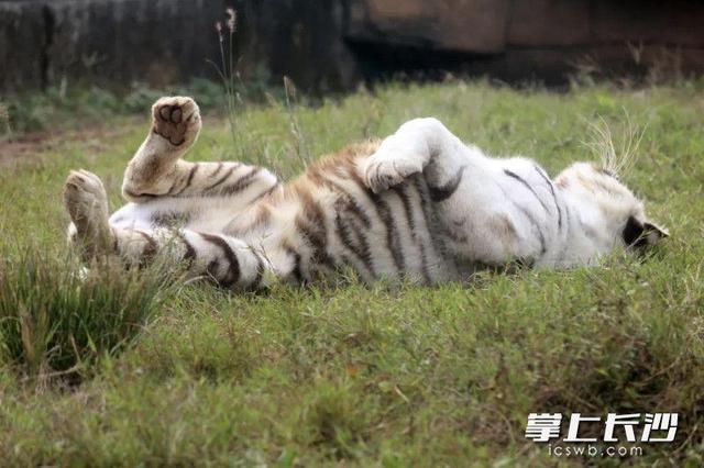 绿色出行快乐加倍，长沙生态动物园萌趣主题巴士正式运营