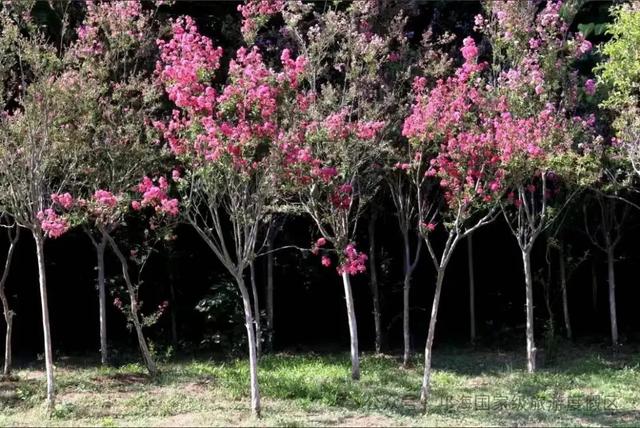 繁花似锦 | 邛海紫薇花开缀满枝头,百日浪漫尽在眼前